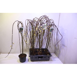 Salix Cap Kilmarnock