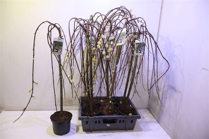 <h4>Salix Cap Kilmarnock</h4>