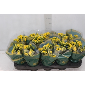 KALANCHOE DOBRADO P11 AMARELO