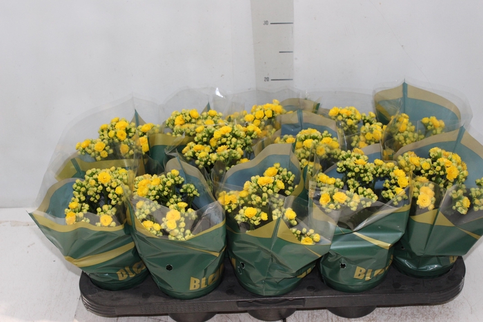 <h4>KALANCHOE DOBRADO P11 AMARELO</h4>