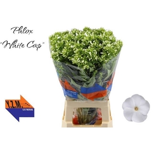 PHLOX P WHITECAP