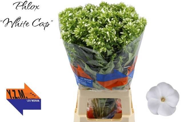 <h4>PHLOX P WHITECAP</h4>