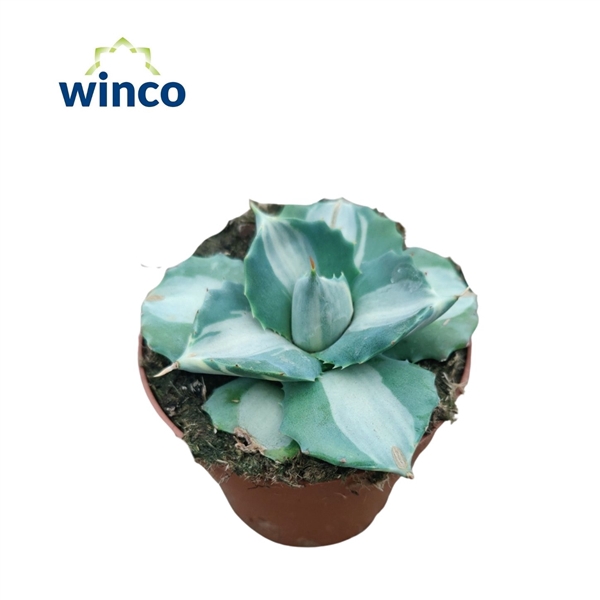 <h4>Agave Potatorum Ouhi-Raijin Variegata</h4>