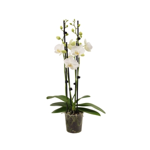 Phal Tropic Snowball 4T20+