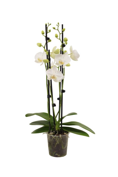 <h4>Phal Tropic Snowball 4T20+</h4>