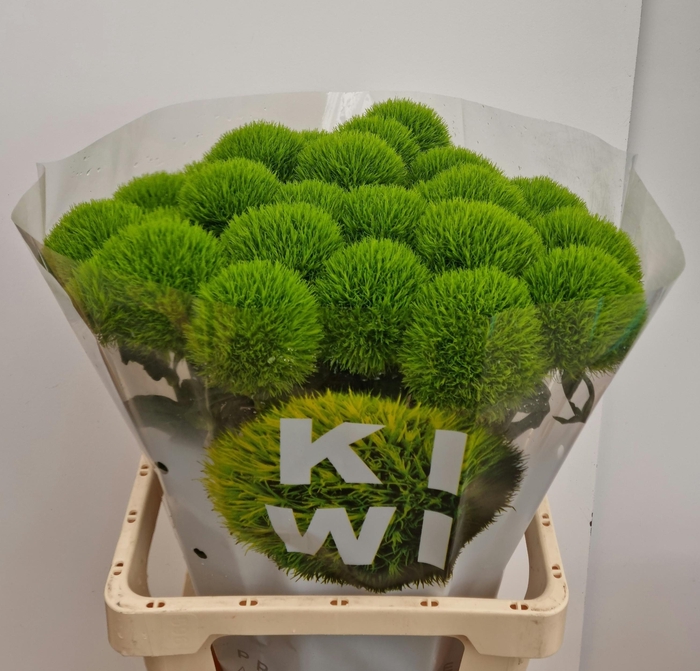 <h4>DI BARB KIWI MELLOW</h4>