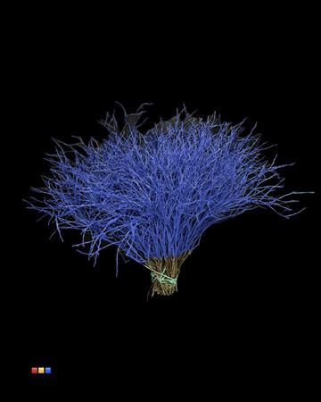 <h4>Vaccinium / Heidelbeer Blue</h4>