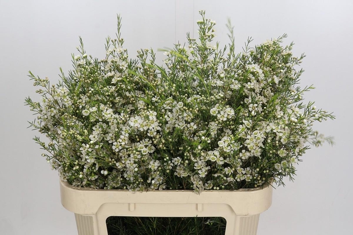 <h4>Chamelaucium Ofir</h4>