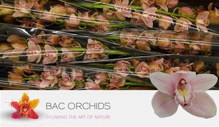 <h4>Cymb T Delmonte</h4>