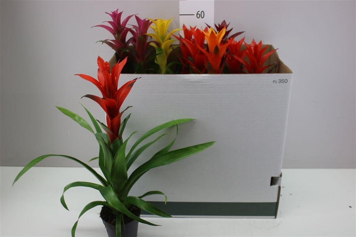 <h4>Guzmania Gemengd</h4>
