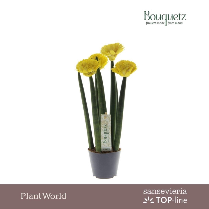 <h4>Sansevieria TOP-line Bouquetz Yellow P8,5</h4>