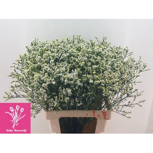 LIMONIUM SIN MOUNTAIN DIAMOND 34 GR