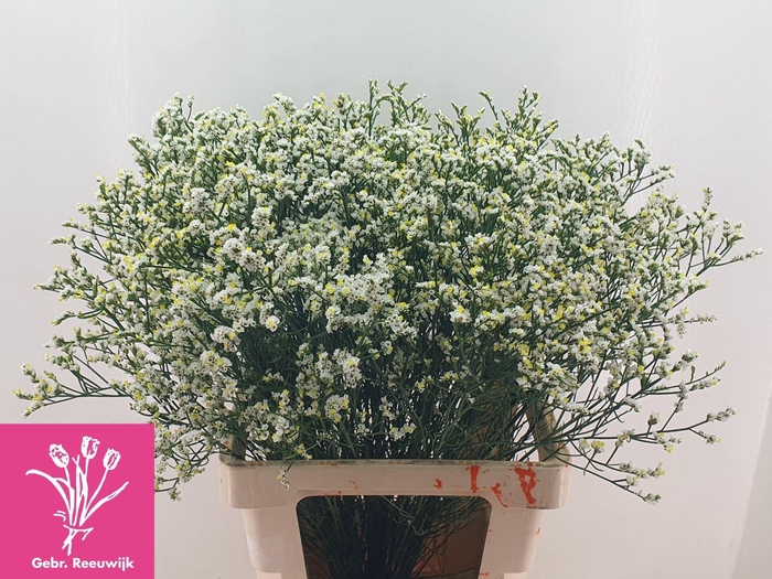 <h4>LIMONIUM SIN MOUNTAIN DIAMOND 34 GR</h4>