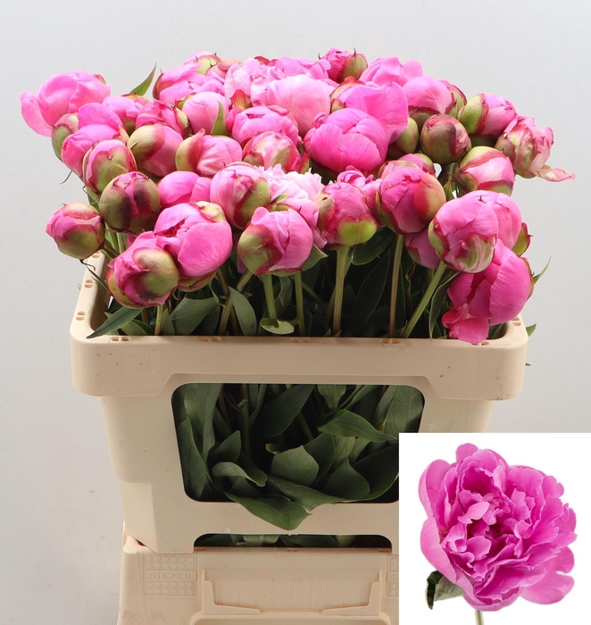 <h4>PAEO L ALEX FLEMING</h4>