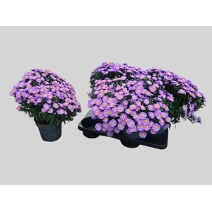 ASTER D AL PURPLE RO