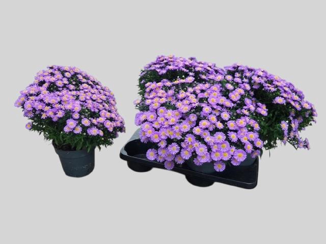 <h4>ASTER D AL PURPLE RO</h4>