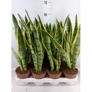 Sansevieria trifa. 'Laurentii'