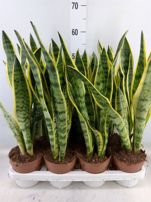 <h4>Sansevieria trifa. 'Laurentii'</h4>