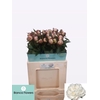 PAEO L GARDENIA
