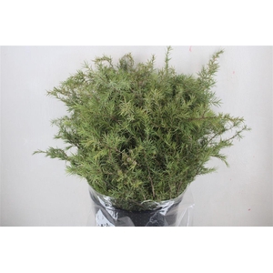 Jenever Berry 400gr P Bunch