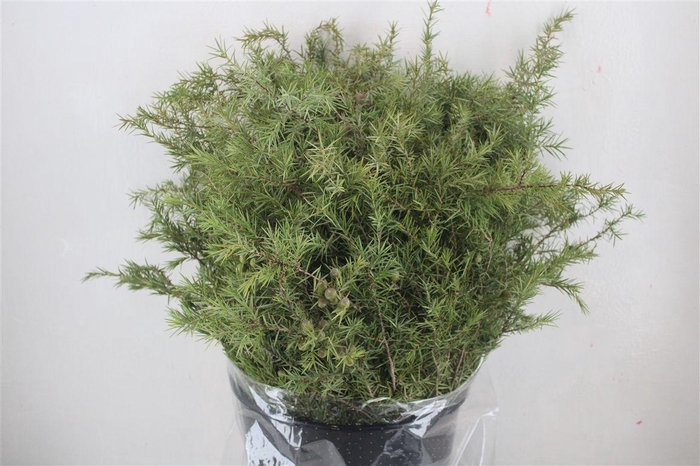 <h4>Jenever Berry 400gr P Bunch</h4>