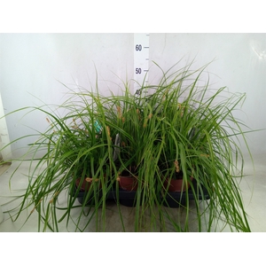 Carex oshimensis 'Everco Everlime'