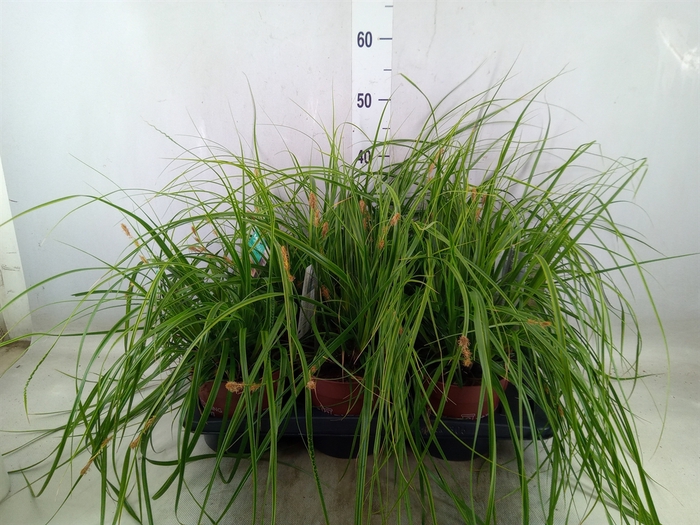 <h4>Carex oshimensis 'Everco Everlime'</h4>