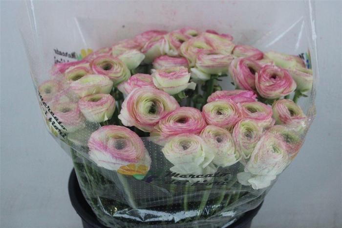 <h4>Ran Cloni Sup Felicidade</h4>