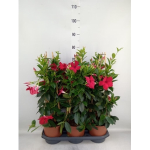 Mandevilla sand. 'SumStar Red'