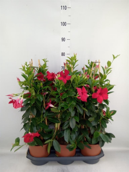 <h4>Mandevilla sand. 'SumStar Red'</h4>