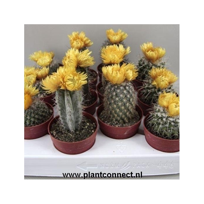 <h4>CACTUS VERSIERD</h4>