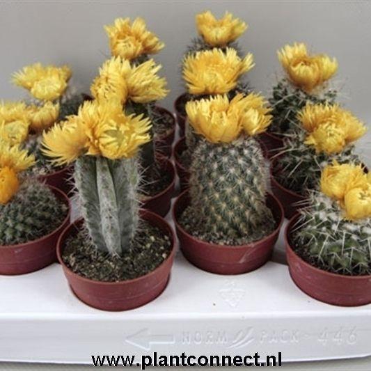 <h4>CACTUS VERSIERD</h4>