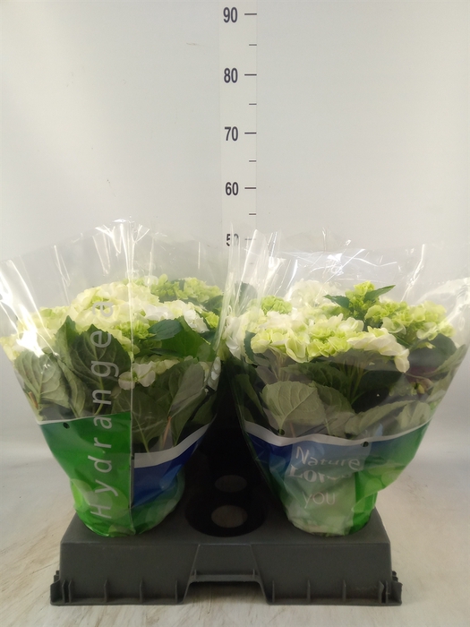 <h4>Hydrangea mac. 'Wudu'</h4>