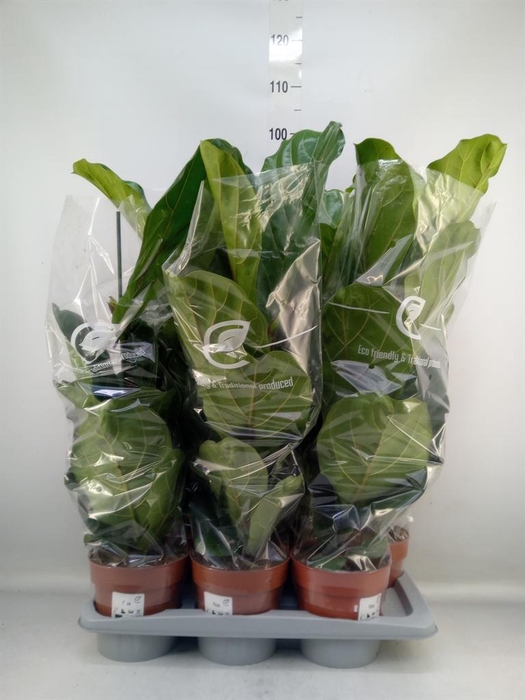 <h4>Ficus lyrata</h4>