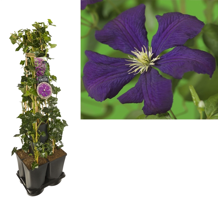 1 m. privacy mix Hedera + Clematis vit. 'Etoile Violette' +label