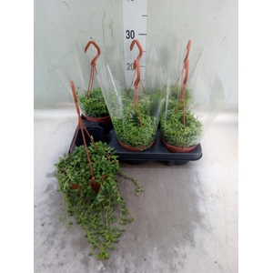 Senecio herreianus