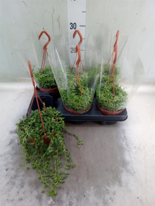 <h4>Senecio herreianus</h4>