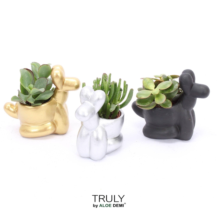 <h4>TRULY Crassula, Balloon dog</h4>