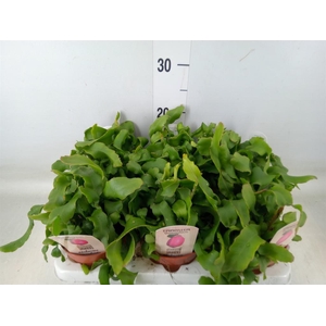 Epiphyllum guatem. var. monstrosa