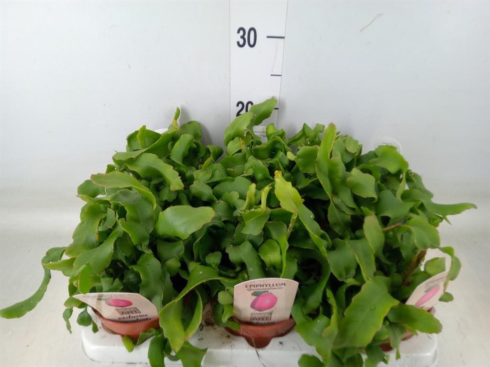 <h4>Epiphyllum guatem. var. monstrosa</h4>