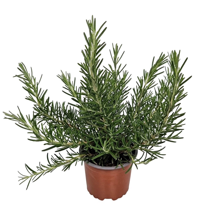 <h4>ROSMARIN OF PROSTRAT</h4>