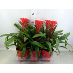 Guzmania  'Hope'