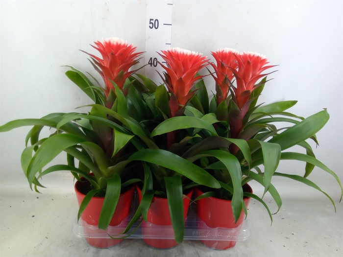 <h4>Guzmania  'Hope'</h4>