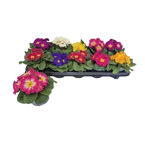 PRIM ACAULIS GEMENGD