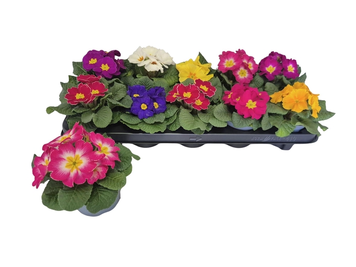 <h4>PRIM ACAULIS GEMENGD</h4>