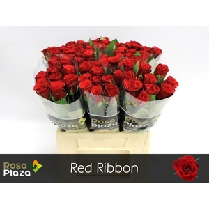 Rosa large red ribbon