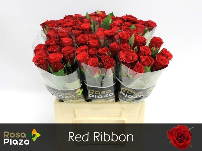 <h4>Rosa large red ribbon</h4>