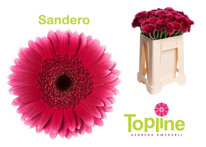 <h4>GE MI SANDERO</h4>