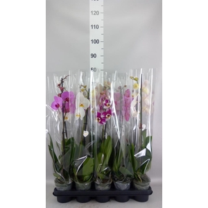 Phalaenopsis   ...mix