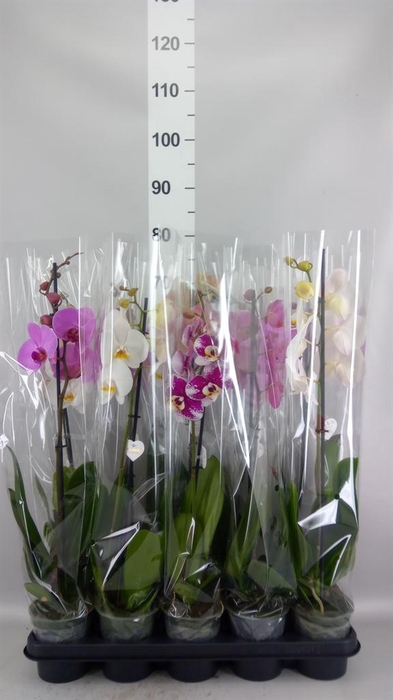 <h4>Phalaenopsis   ...mix</h4>